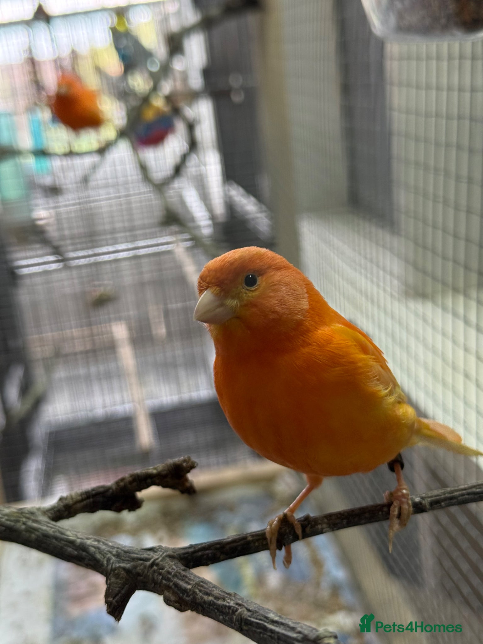 Canaries birds Stunning Red Canaries – 2025 Closed Ring Birds - Advert 1