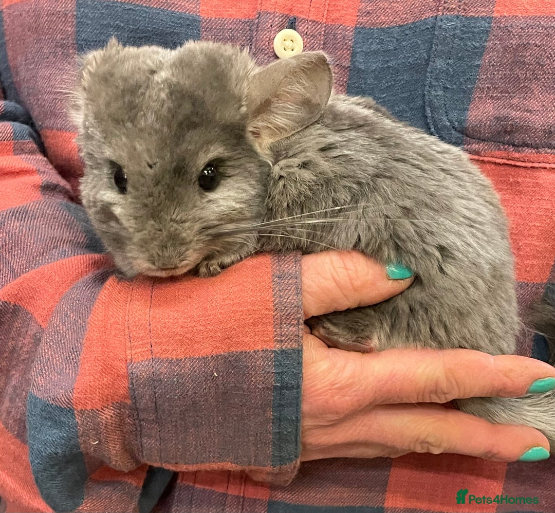 Chinchilla rodents for sale: Baby chinchillas  - Advert 4