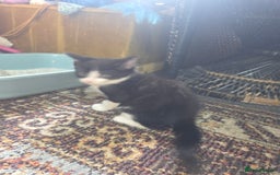 Domestic Shorthair cats for sale: 2 male kittens - Image 3