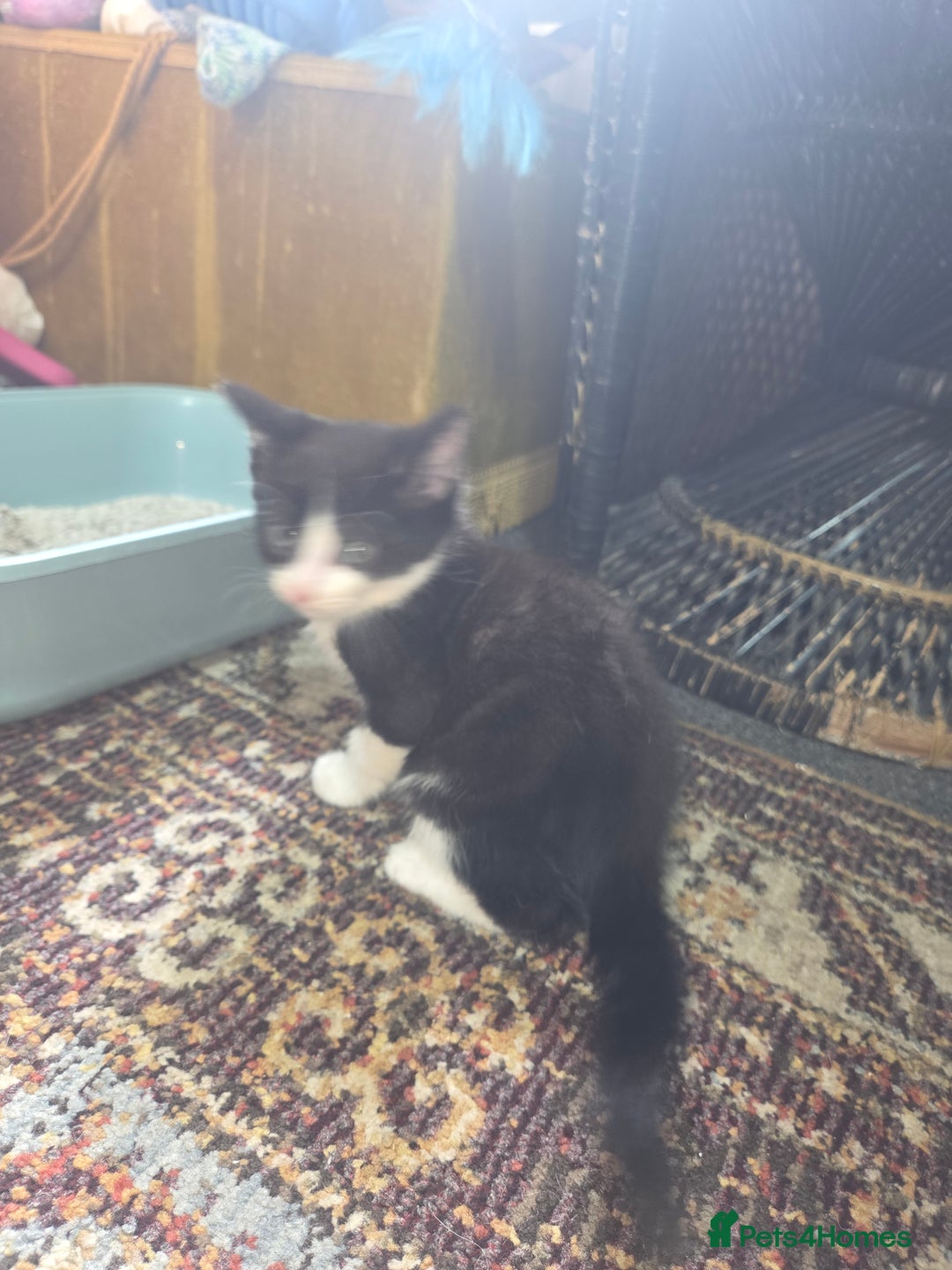 Domestic Shorthair cats for sale: 2 male kittens - Image 3