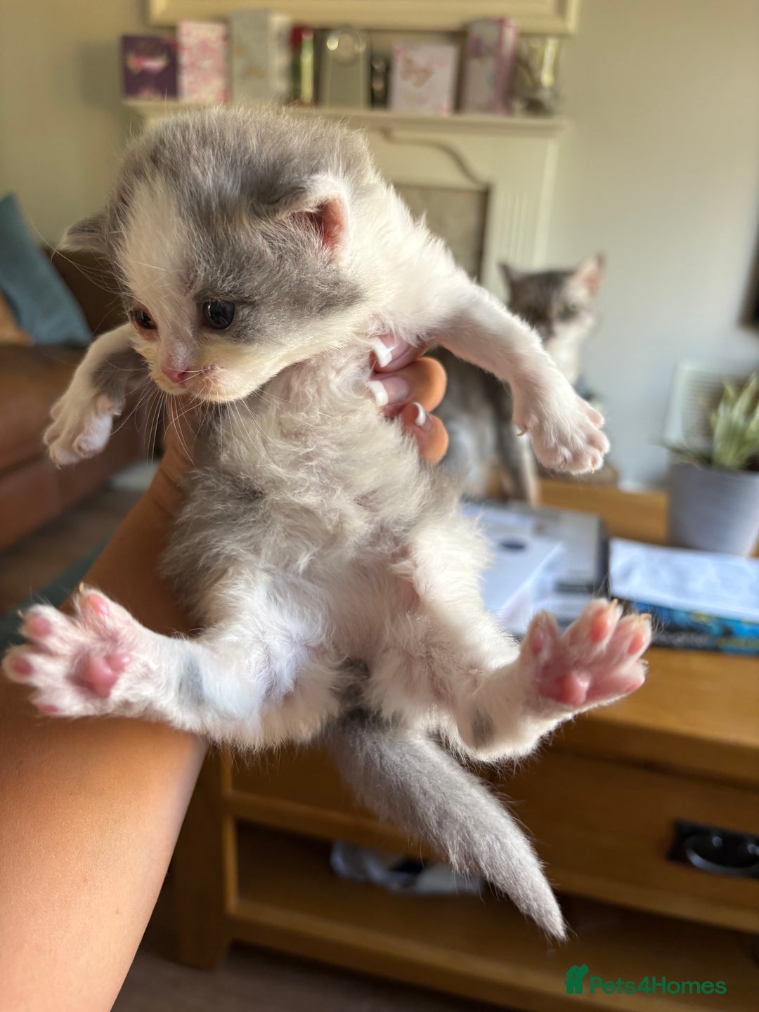 Exotic cats for sale: READY Silver Tabby cross exotic Fur Babies - Image 18