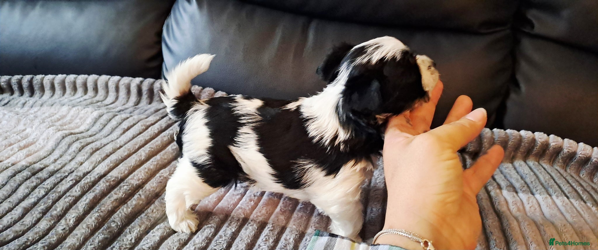 Biewer Terrier dogs Beautiful Biewer babies  - Advert 9