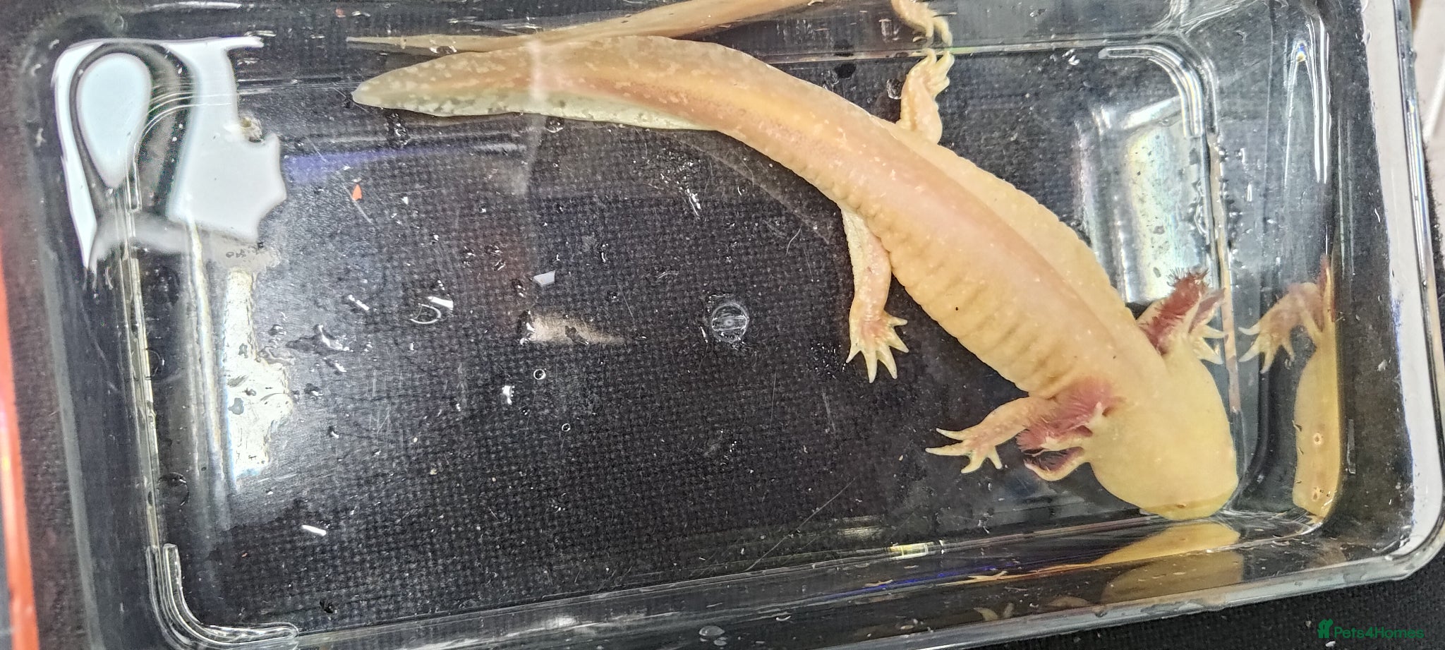 Axolotl reptiles Axolotls, various colours, quan discount available - Advert 22