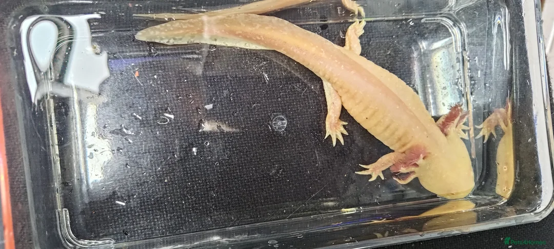 Axolotl reptiles for sale: Axolotl adults, various colours - Advert 4