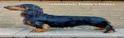 Dachshund dogs for sale: Longhaired Dachshunds small standardard - Advert 5