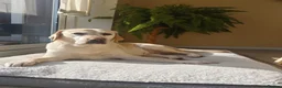 Labrador Retriever dogs for sale: Exceptional Home Raised Labrador Puppies in Nottingham - Advert 27