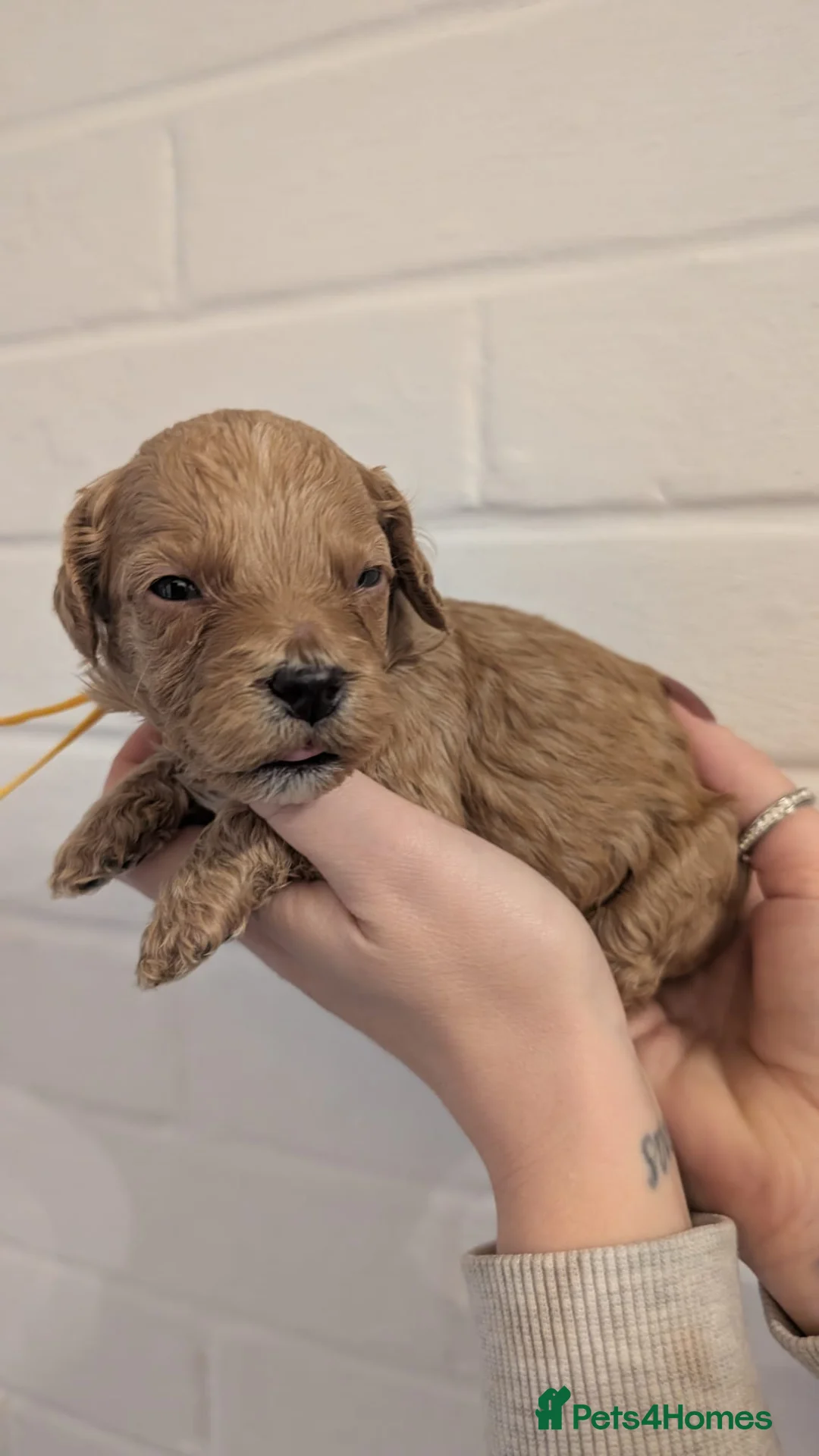 Cockapoo dogs for sale: Cockapoo puppies - Advert 8