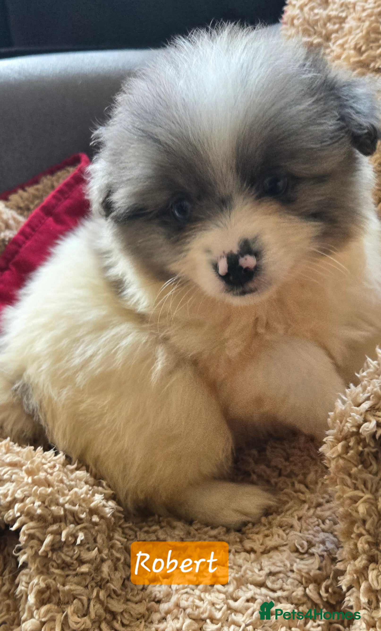 Pomeranian dogs Last 2 gorgeous pomeranian available  - Advert 2