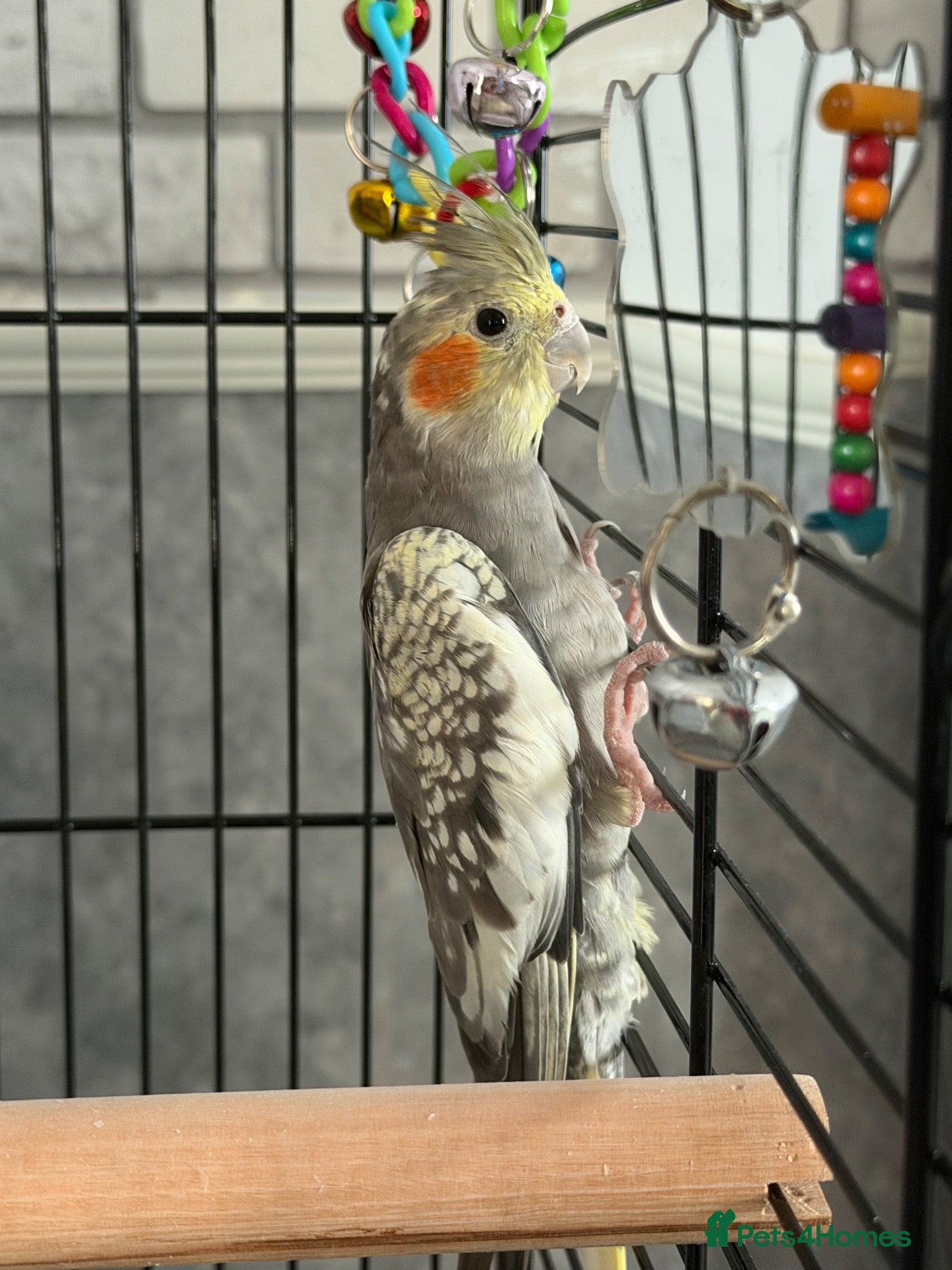 Cockatiels birds Male 5 month old cockatiel  - Advert 1