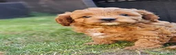 Cavapoo dogs for sale: Cavapoo puppies (toy)DNA CLEAR - Advert 15