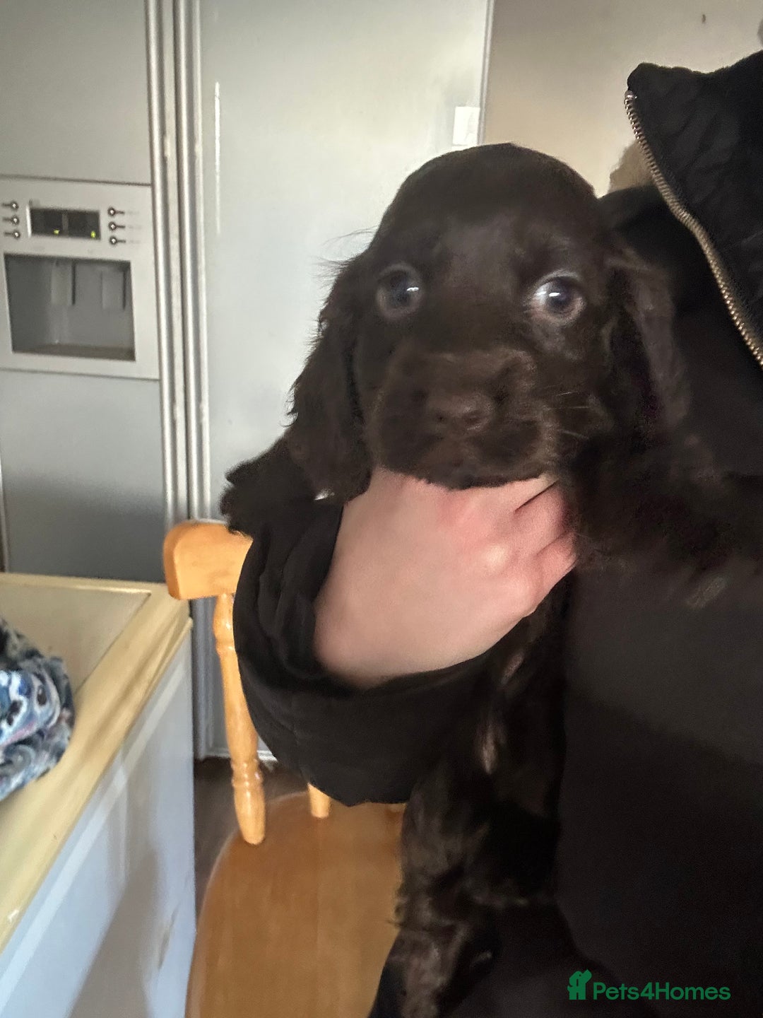 Cocker Spaniel dogs for sale: Cocker spaniel puppies - Advert 3