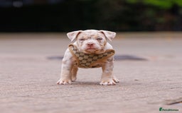 American Bully dogs for sale: REAL QUALITY BULLYS READY  - Image 7
