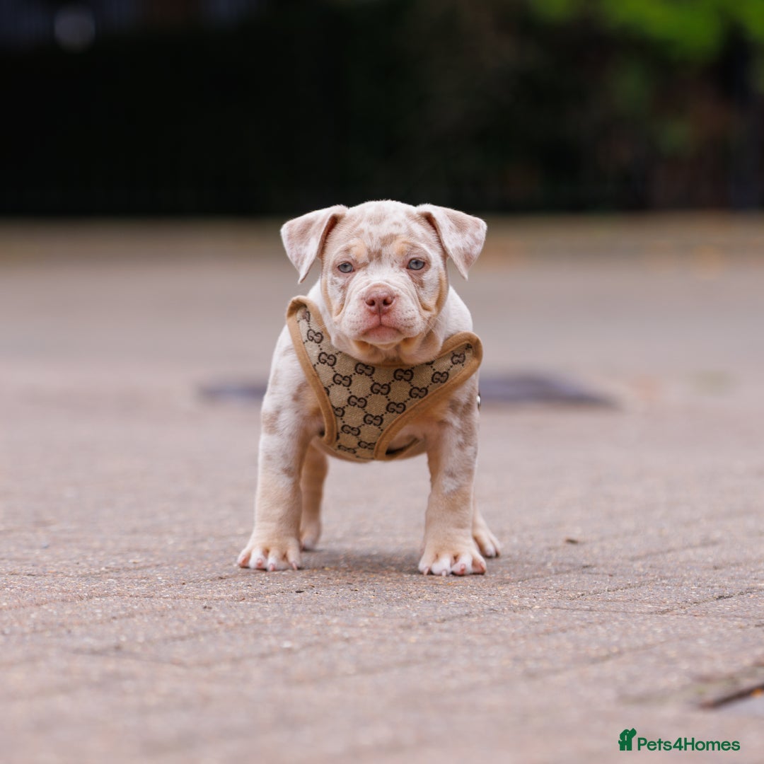 American Bully dogs for sale: REAL QUALITY BULLYS READY  - Image 7