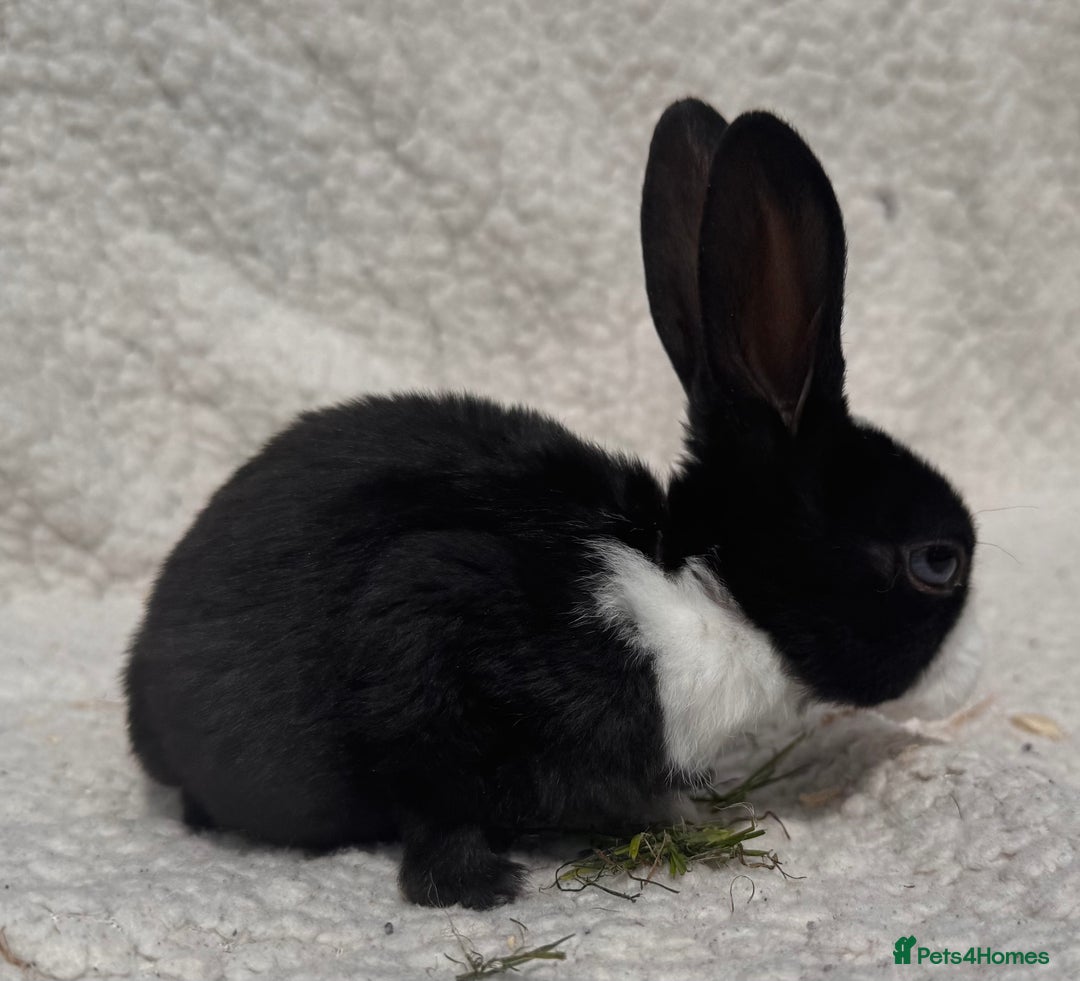 Rex rabbits for sale: STUNNING VIENNA MINI REX BABIES - Image 4