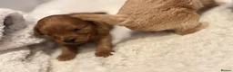 Maltipoo dogs for sale: Maltipoo Puppies - Advert 7