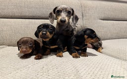 Miniature Dachshund dogs for sale: Mini miniature dachshund puppies  - Image 2