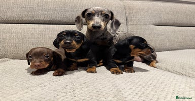 Miniature Dachshund dogs - Advert 5
