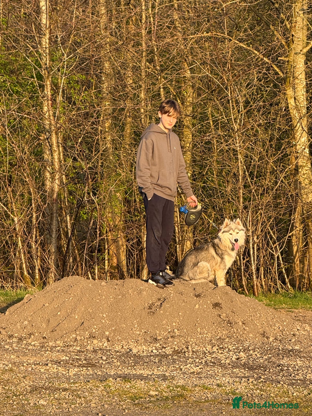 Siberian Husky dogs for sale: 1 boy 1 girl huskies - Advert 3