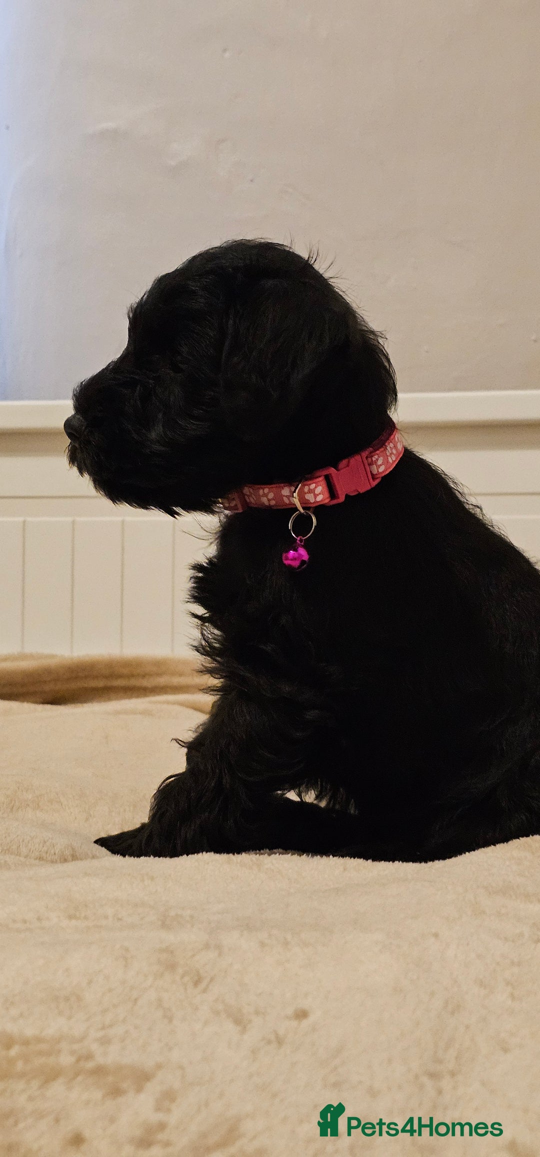 Miniature Schnauzer dogs for sale: Miniature Schnauzer Puppies - 7 Adorable Girls - Image 8