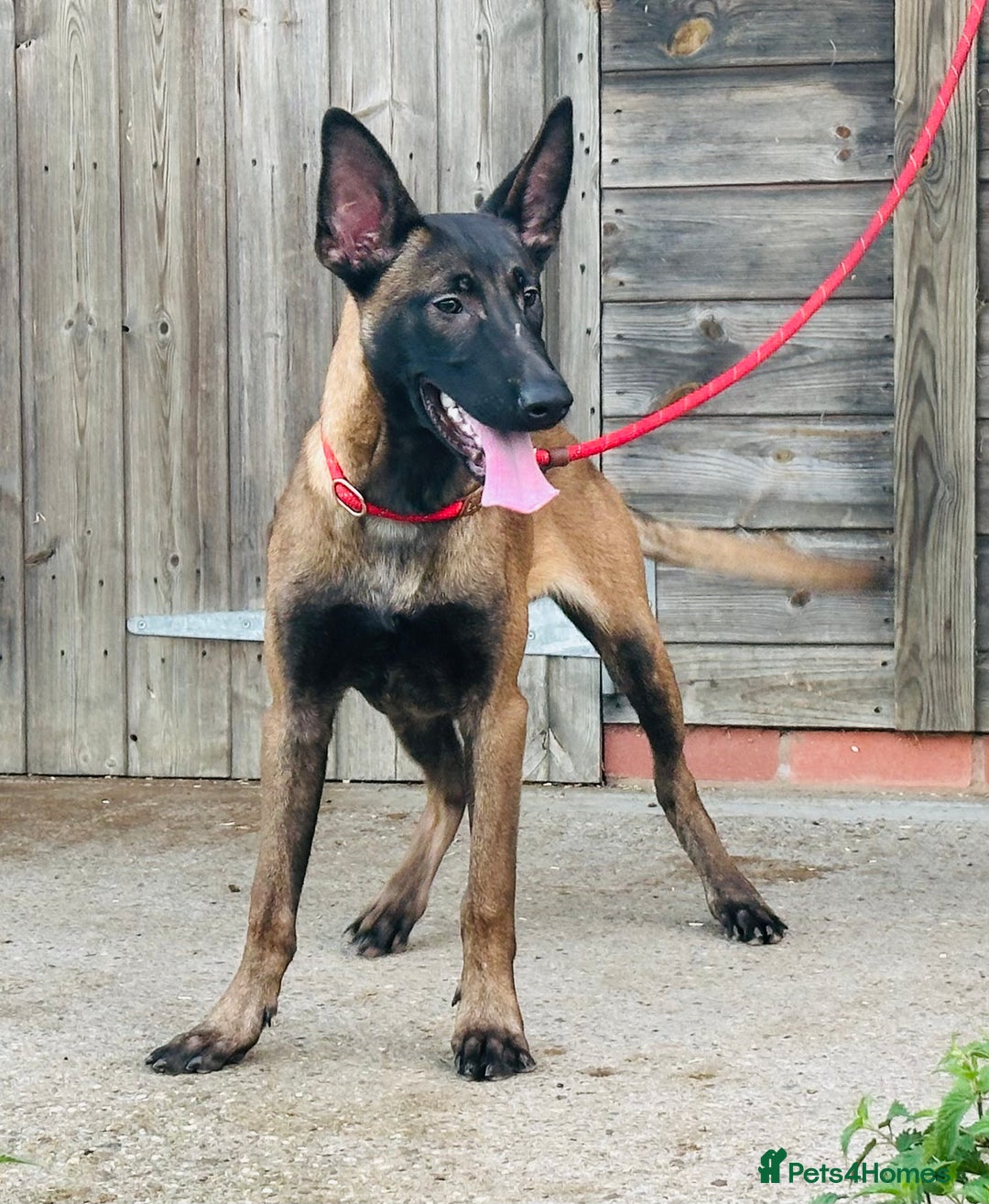 Belgian Shepherd Dog dogs for sale: Belgian Malinois / Dutch Herder  - Image 24