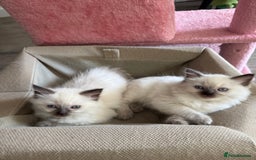 Ragdoll cats for sale: Beautiful, blue point Ragdoll kittens ☁️💗 - Advert 4