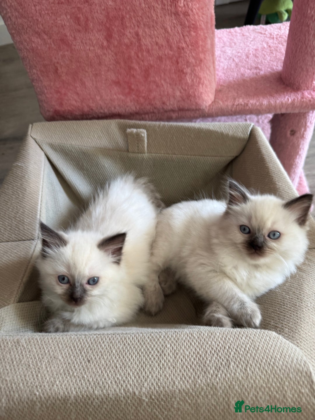 Ragdoll cats for sale: Beautiful, blue point Ragdoll kittens ☁️💗 - Advert 4
