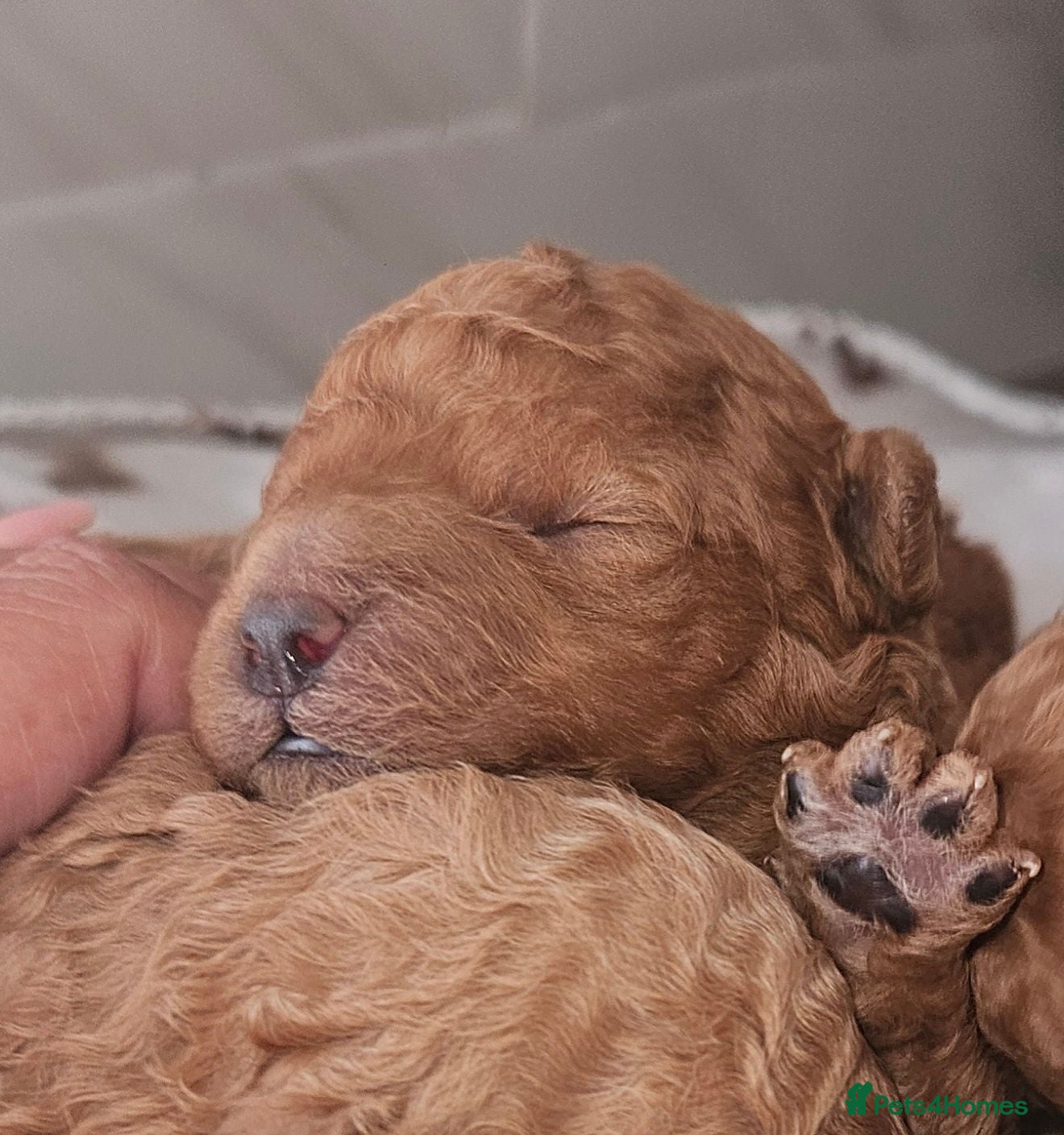 Toy Poodle dogs Licensed breeder, kc dna clear tiny toy poodles - Advert 1