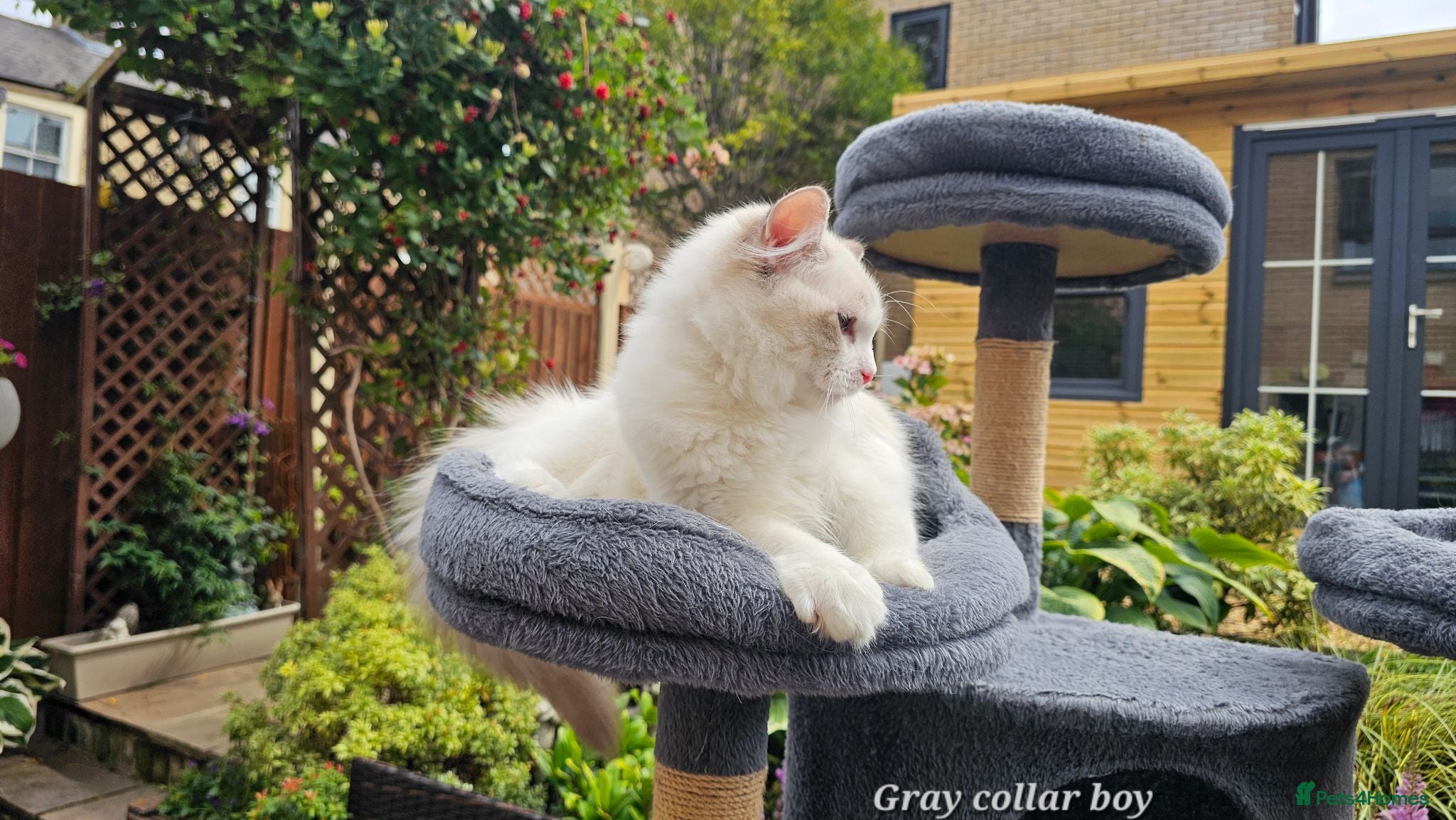 Ragdoll cats TICA PEDIGREE CERTIFICATE KITTENS - Advert 2