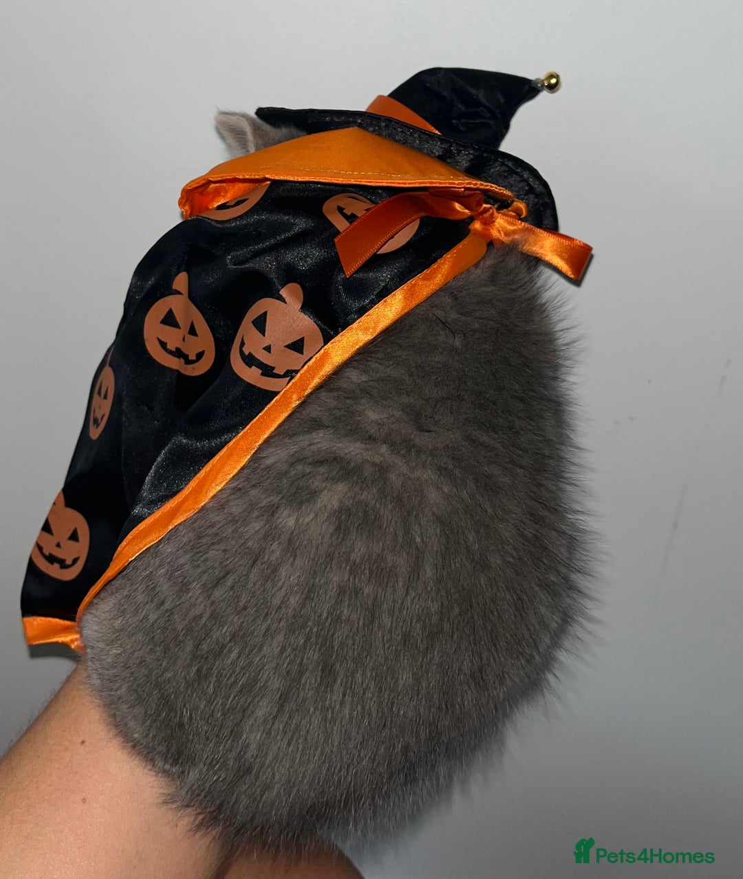 British Shorthair cats for sale: British shorthair X ragdoll  - Image 30