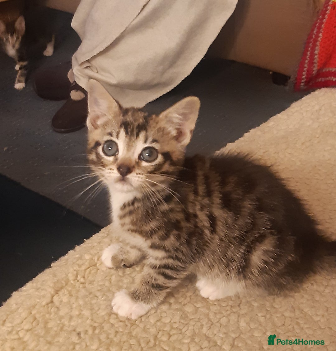 Mixed Breed cats for adoption: Two lovely rescue kittens for adoption - Advert 3