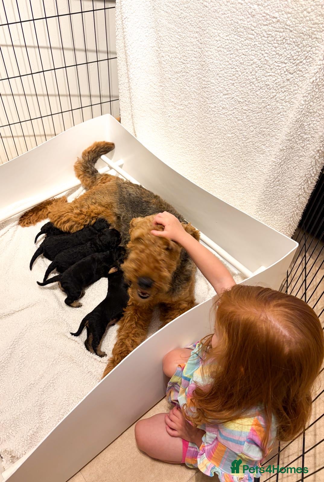 Airedale Terrier dogs ⭐ QUALITY KC AIREDALE TERRIERS ⭐ - Advert 2