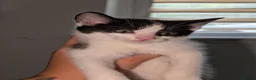 Mixed Breed cats for sale: Maine coon cross kittens  - Advert 6