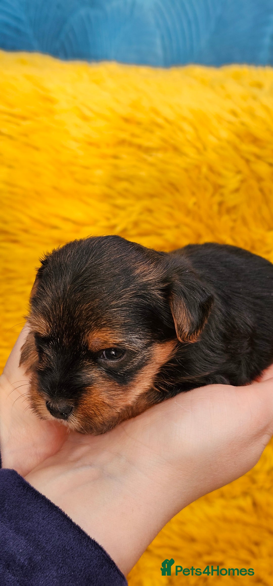 Yorkshire Terrier dogs for sale: Yorkshire Terrier puppies - Advert 5