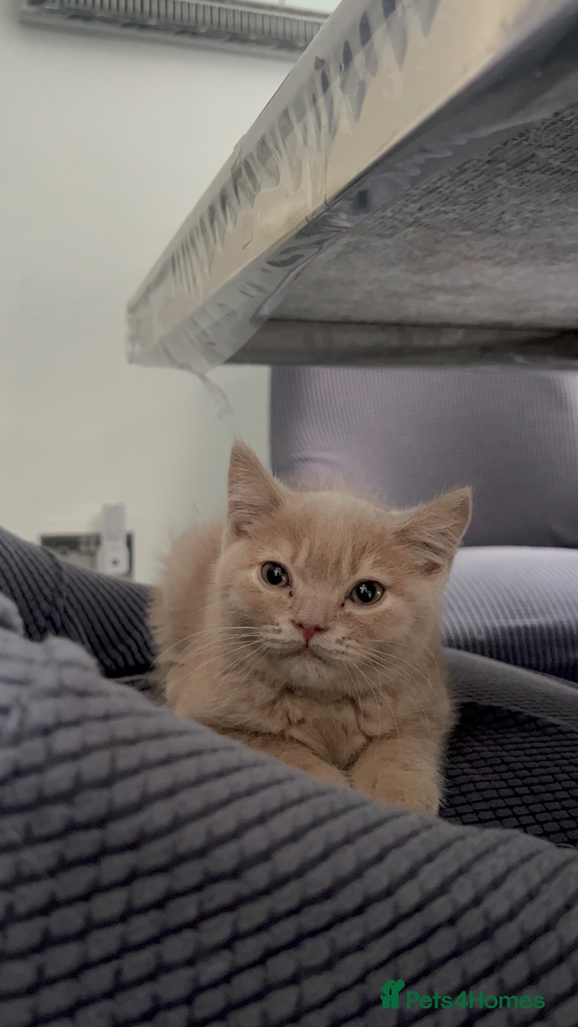 British Shorthair cats British short hair sale  - Advert 2