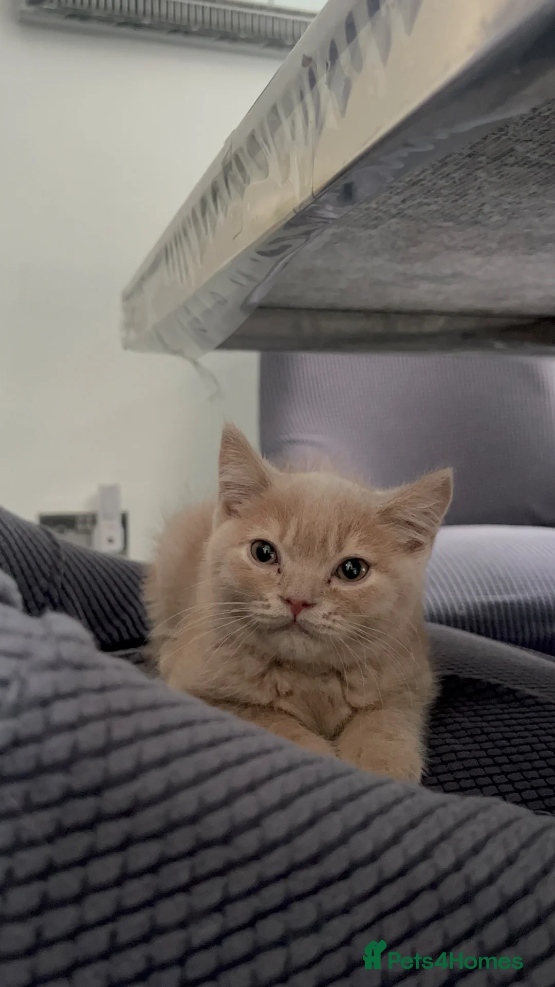 British Shorthair cats for sale: British short hair sale  - Advert 1