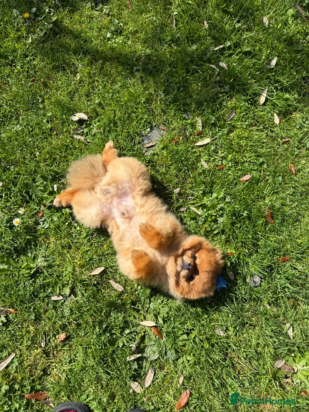 Pomeranian dogs for sale: Teddy bear 🧸 boy looking for 🏡 - Advert 7