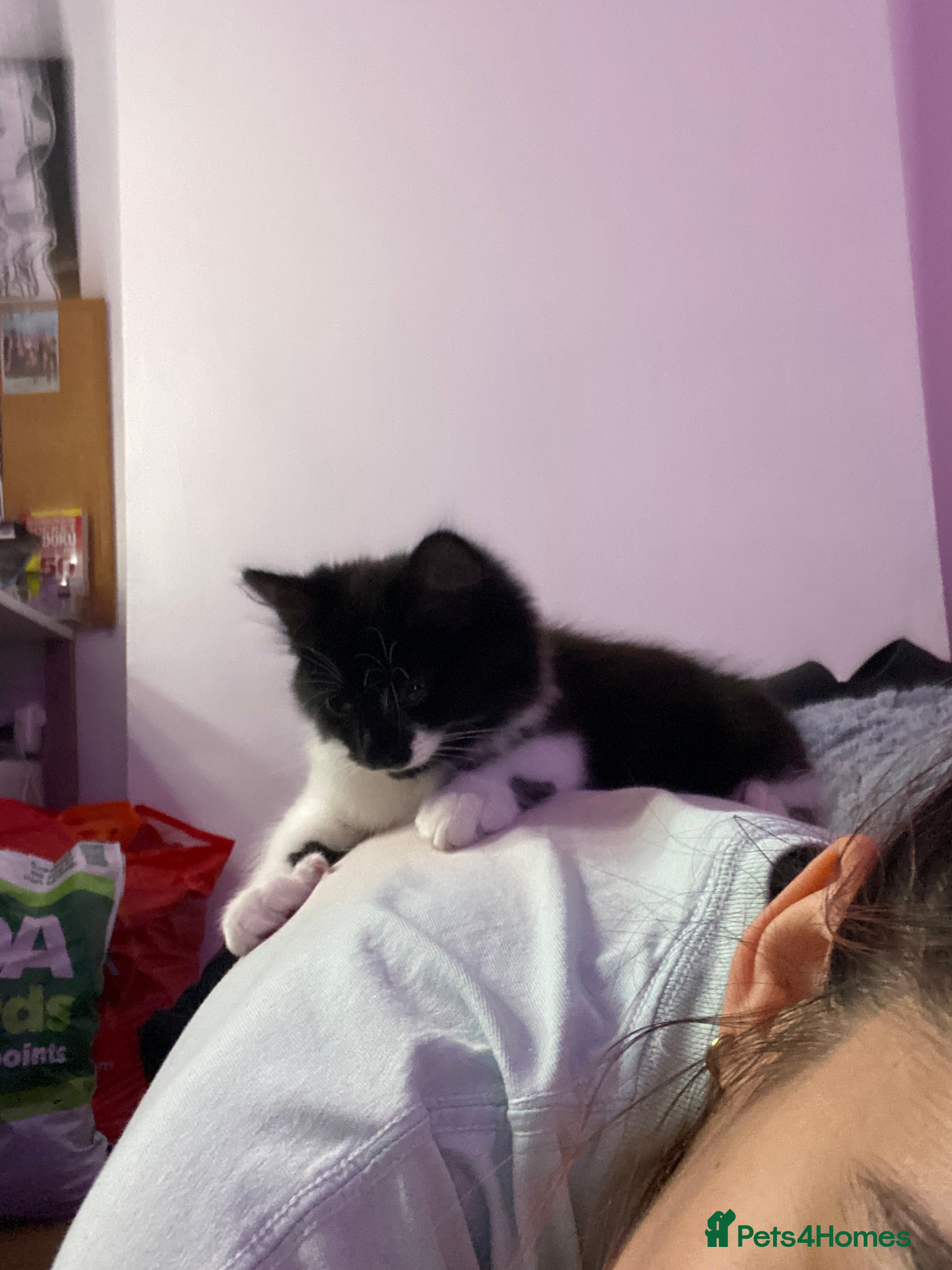 Mixed Breed cats for sale: Tuxedo kittens looking for their forever homes  - Advert 17