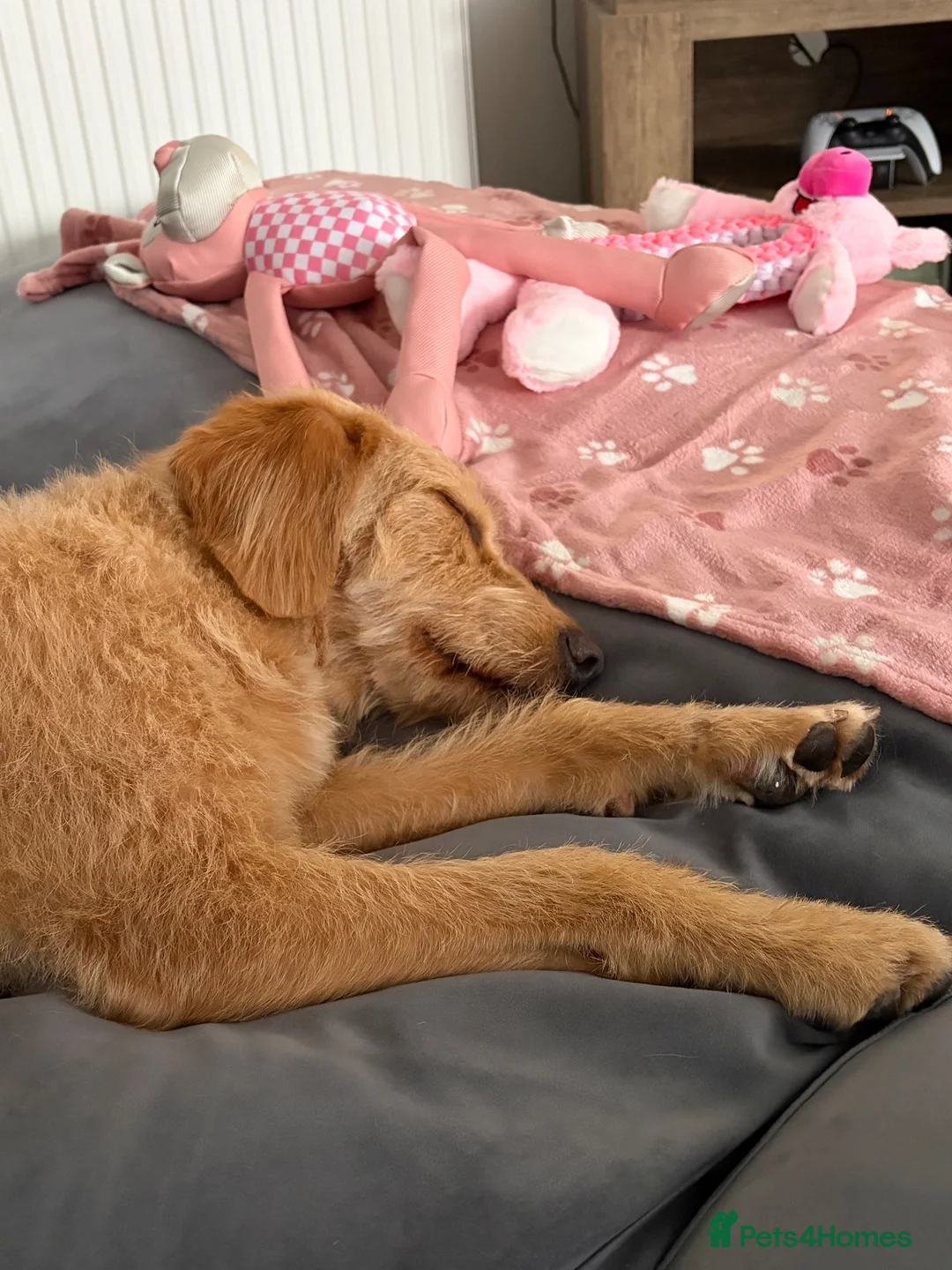 Labradoodle dogs for sale: Layla  - Advert 2