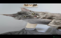 Maine Coon cats for stud: Championship line Carries Shaded GCCF & TICA Stud - Image 3