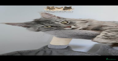Maine Coon cats - Advert 1