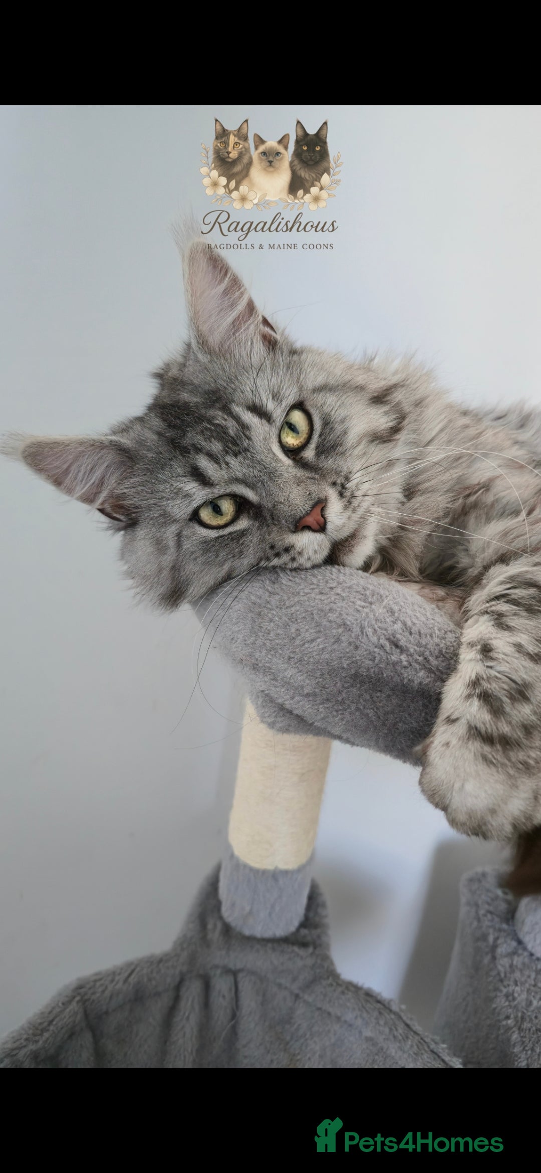 Maine Coon cats for stud: Championship line Carries Shaded GCCF & TICA Stud - Image 3