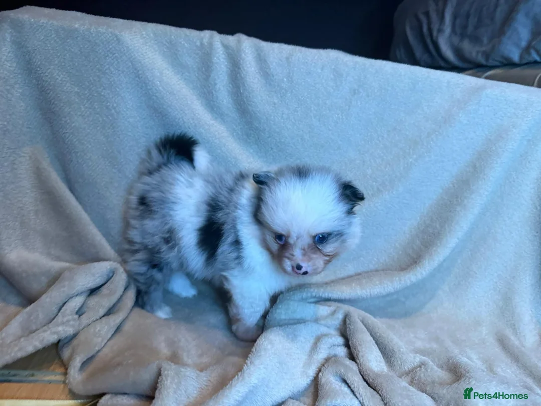 Pomeranian dogs for sale: 🐾 Adorable Merle Pomeranian Puppies for Sale 🐾 - Advert 20