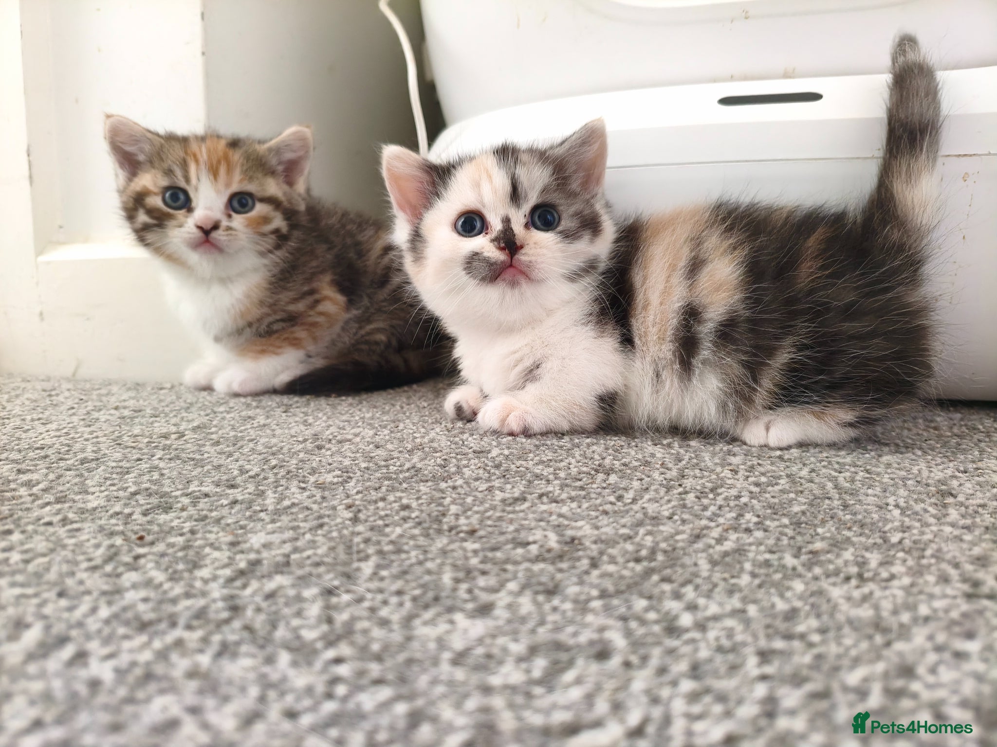 Munchkin cats Beautiful girls  - Advert 5