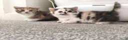Munchkin cats for sale: Beautiful girls  - Advert 1