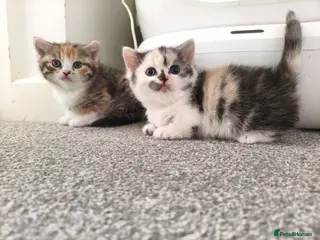 Munchkin cats Beautiful girls - Advert 5