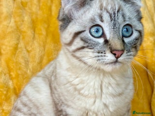 Bengal cats Breathtaking rare snow leopard - Advert 18