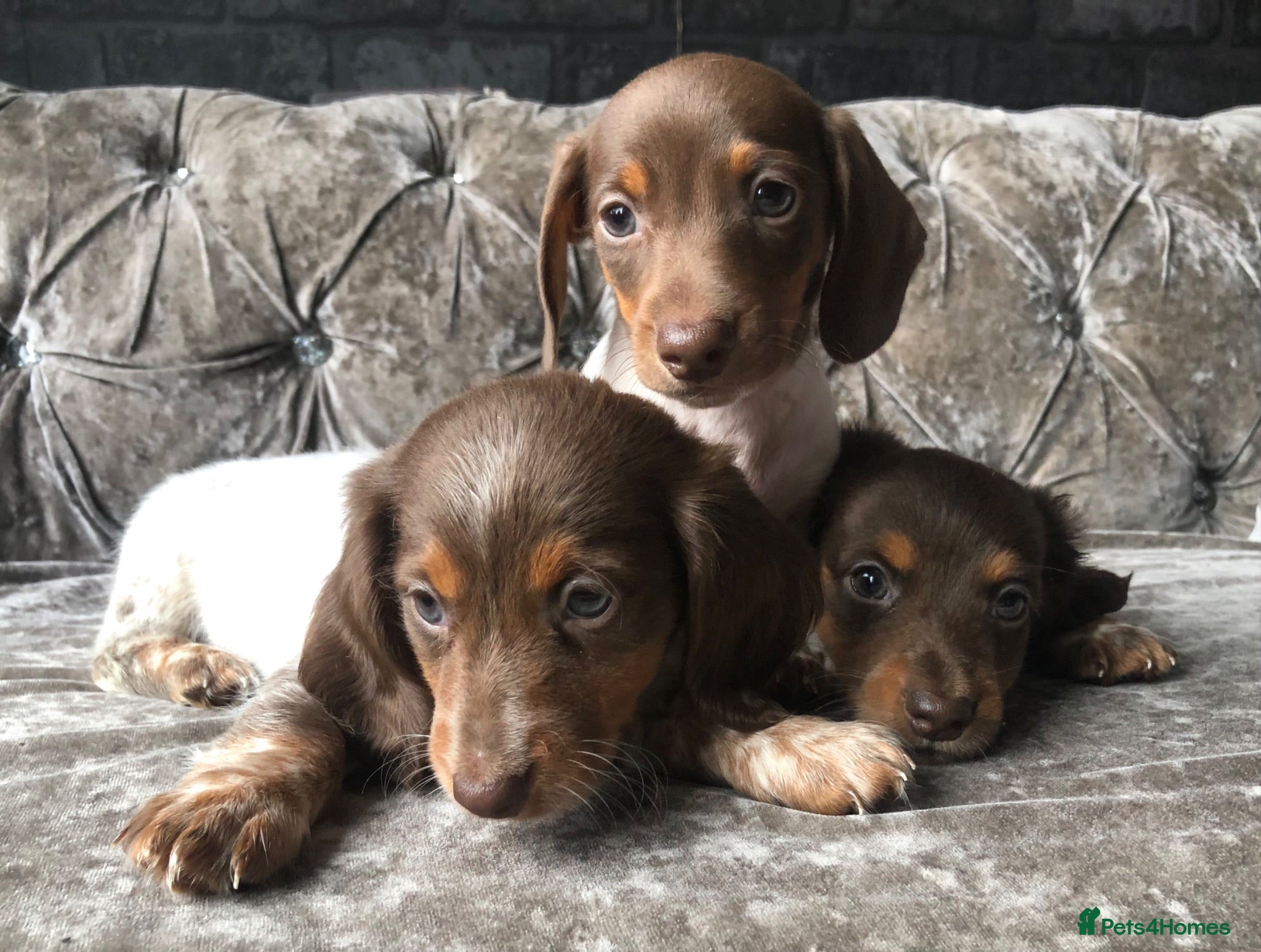 Miniature Dachshund dogs Miniature dachshund£750 1LEFT! READY NOW! - Advert 10