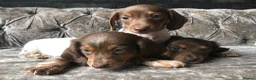 Miniature Dachshund dogs for sale: Miniature long haired dachshund READY NOW - Advert 14