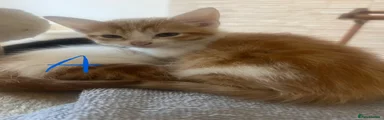 Fluffy Ginger 