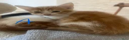 Mixed Breed cats for sale: kittens for sale in Southport - Advert 5